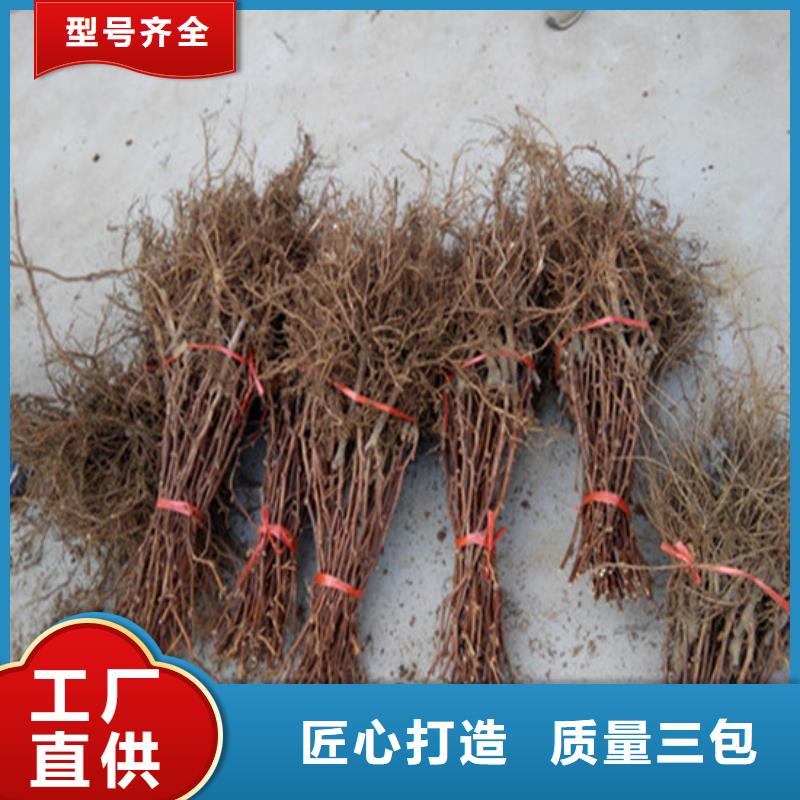 四年嫁接葡萄苗