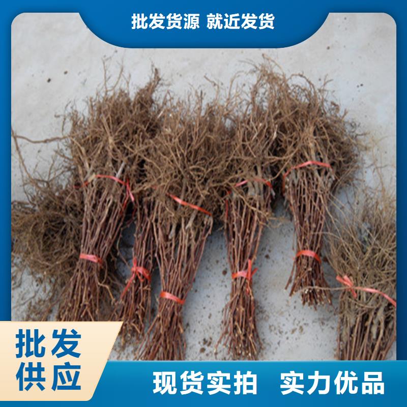 早熟葡萄苗全国送货上门