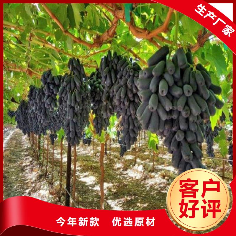 哪里批发葡萄苗