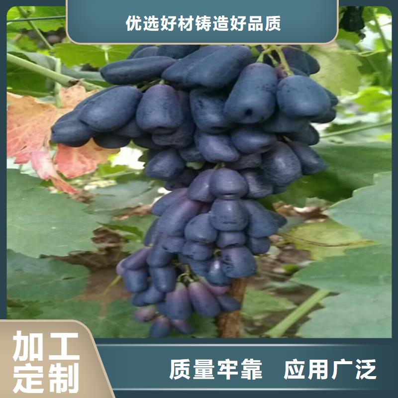 早熟葡萄苗全国送货上门