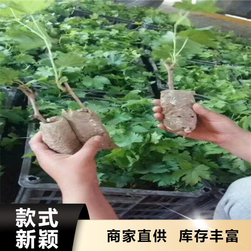 可定制的甜蜜蓝宝石葡萄苗现货厂家