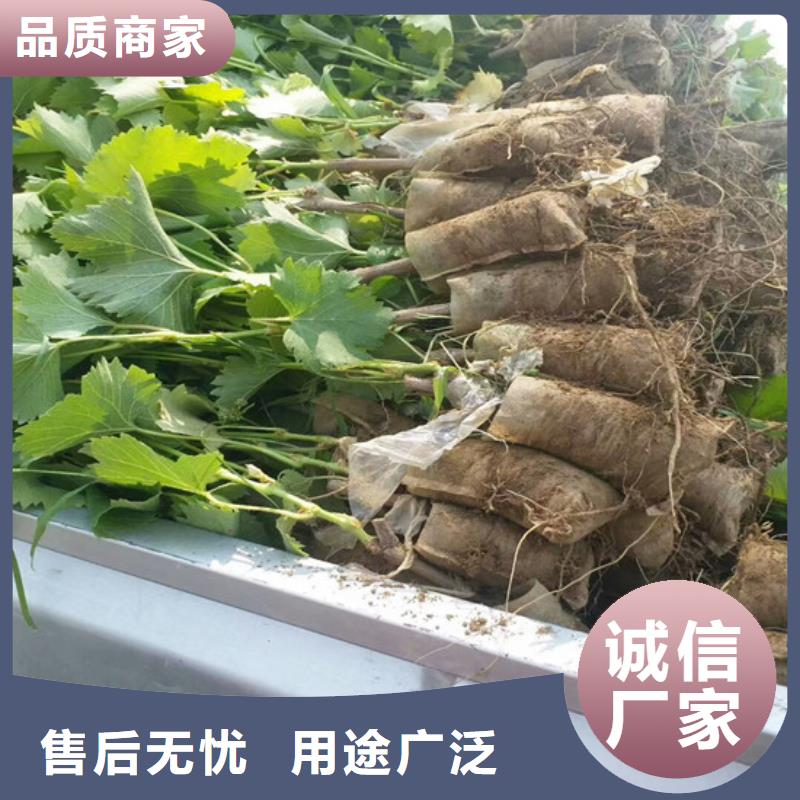 1公分酿酒品种葡萄苗