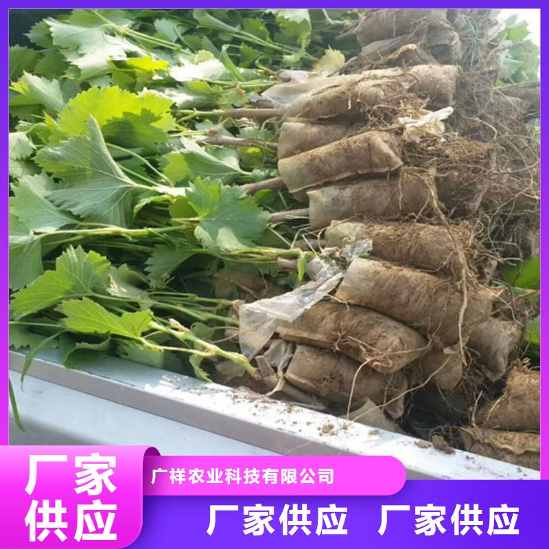 无籽葡萄苗批发价格