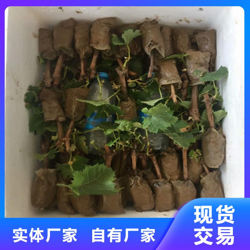 无籽葡萄苗批发价格