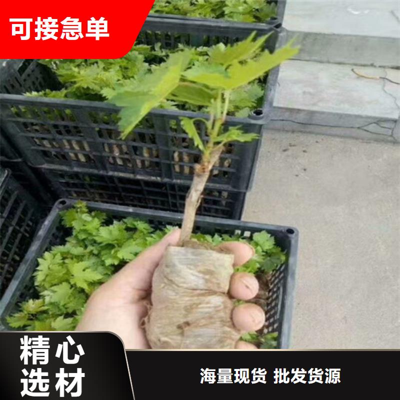红提葡萄苗行情