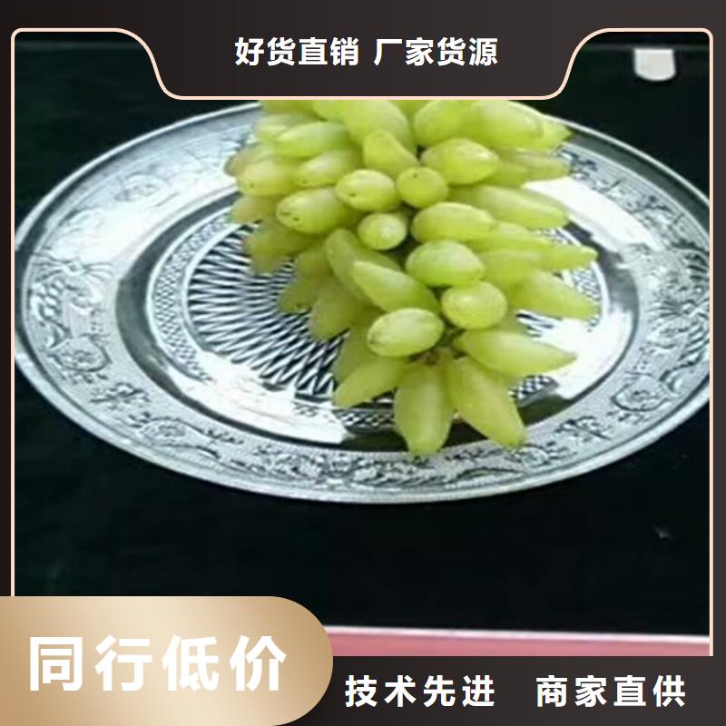 红提葡萄苗行情