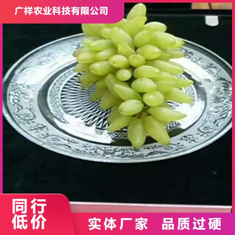 二年生美人指葡萄苗