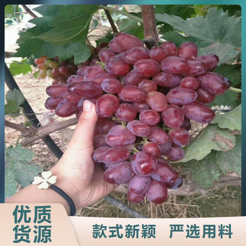 口碑好的维多利亚葡萄苗厂家