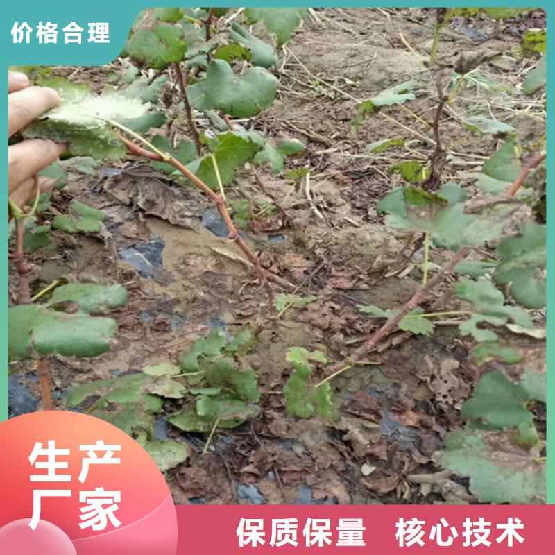 三年香妃葡萄苗