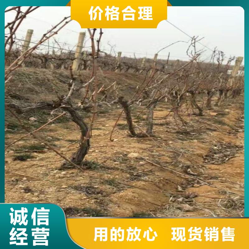 三年香妃葡萄苗