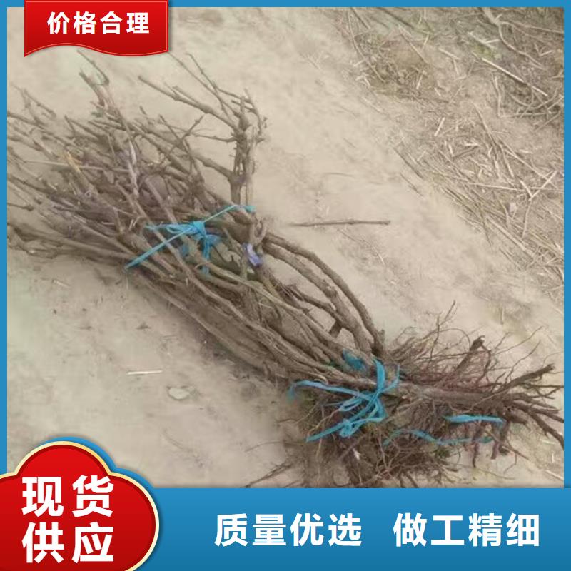 酿酒品种葡萄苗哪里好
