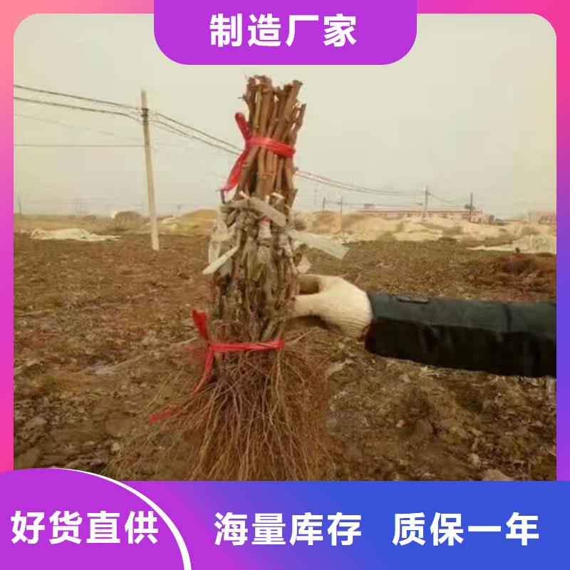 巨峰葡萄苗批发价格
