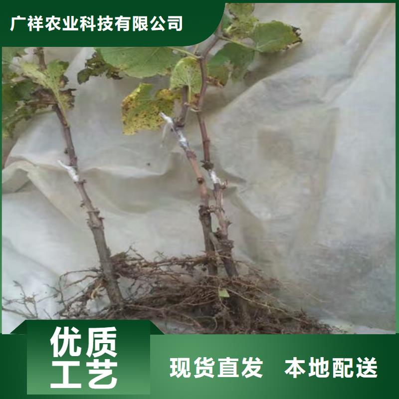 5年葡萄苗