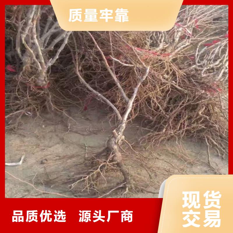 四年嫁接葡萄苗