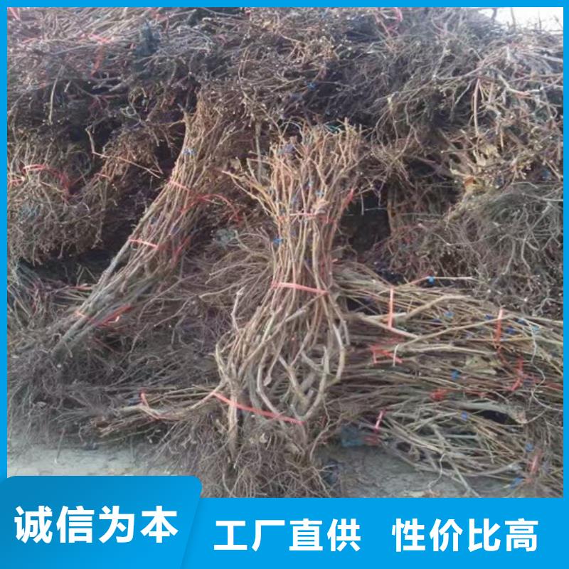 4公分维多利亚葡萄苗