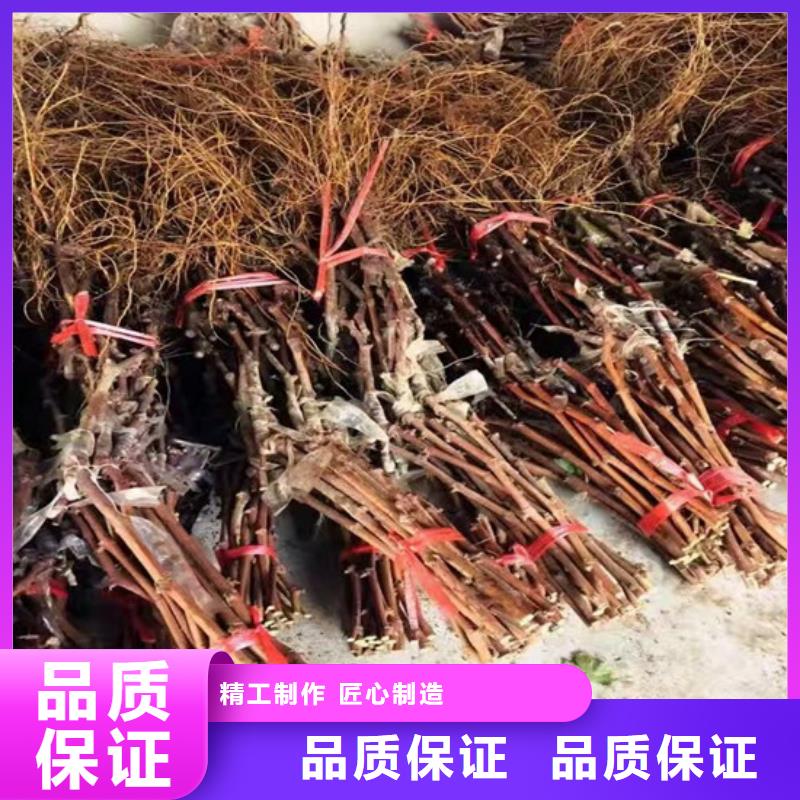 靠谱的京亚葡萄苗基地