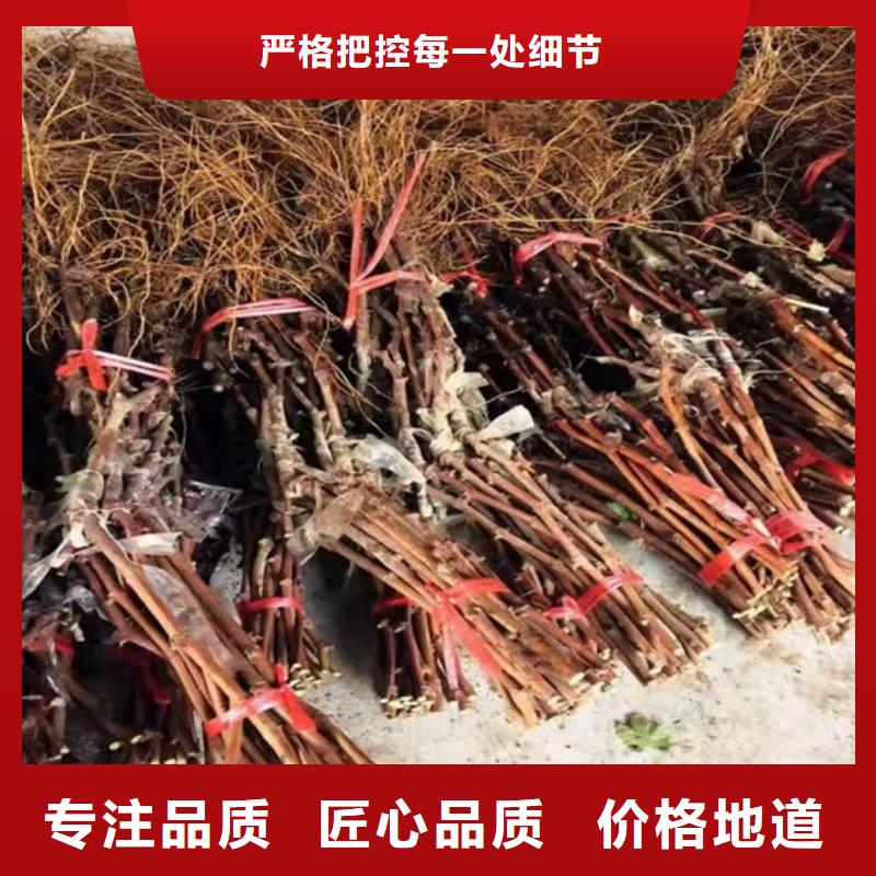 哪里卖葡萄树
