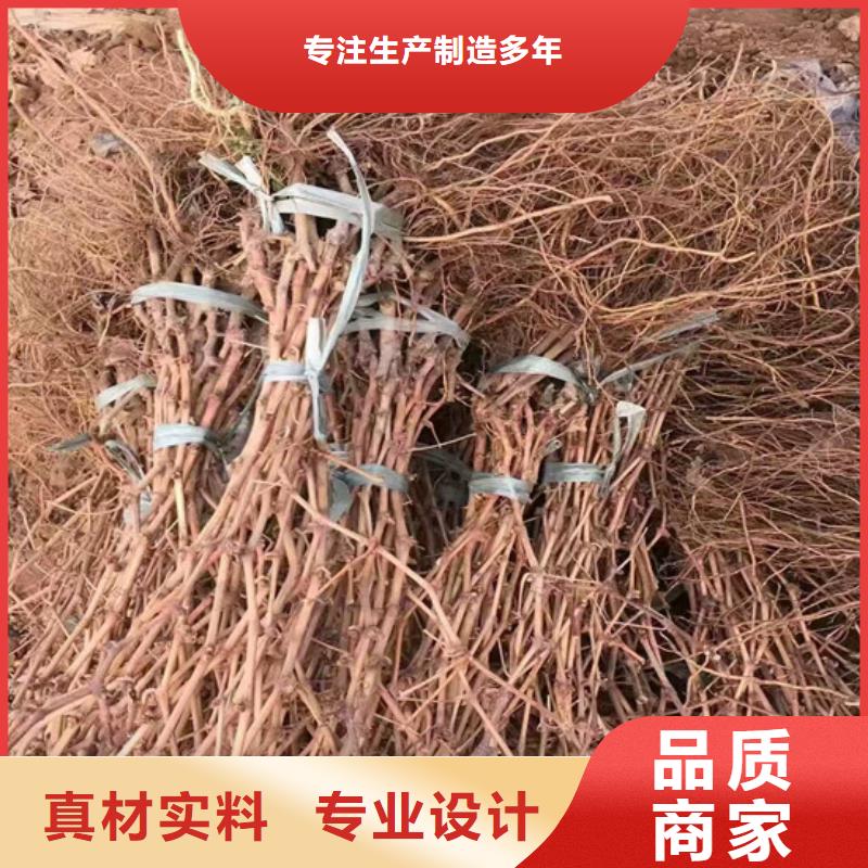 哪里供应藤稔葡萄苗