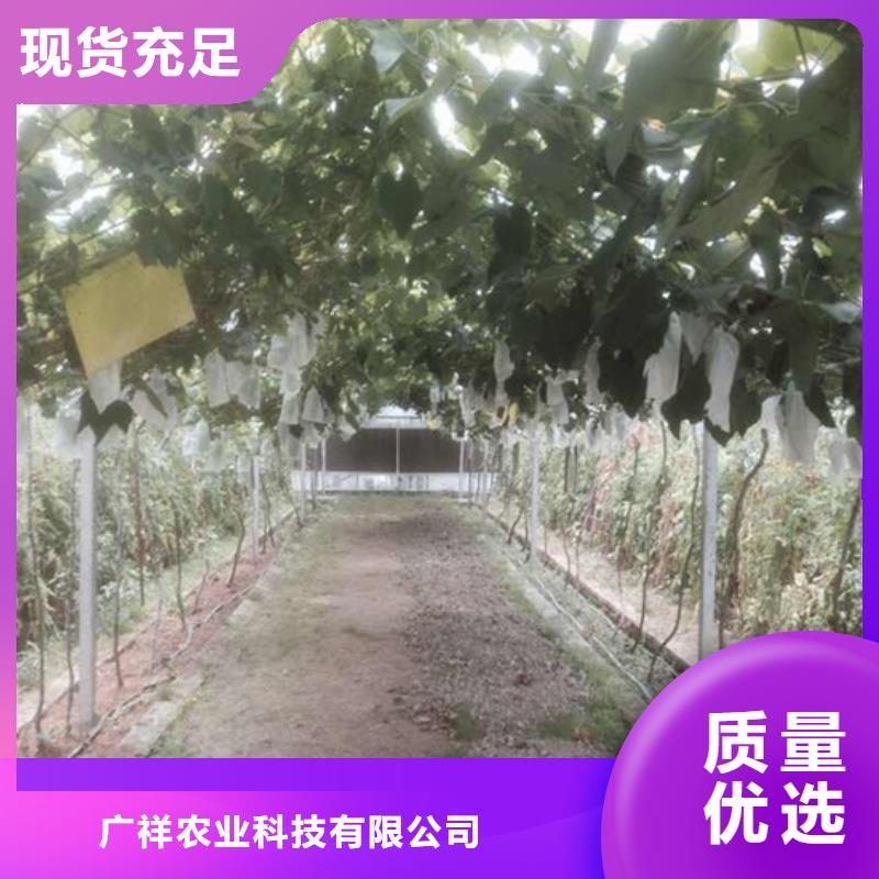 红提葡萄苗行情