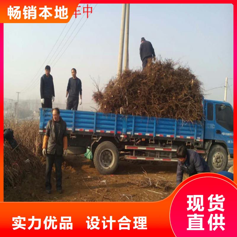 红提葡萄苗行情