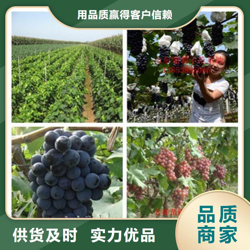 5年葡萄苗