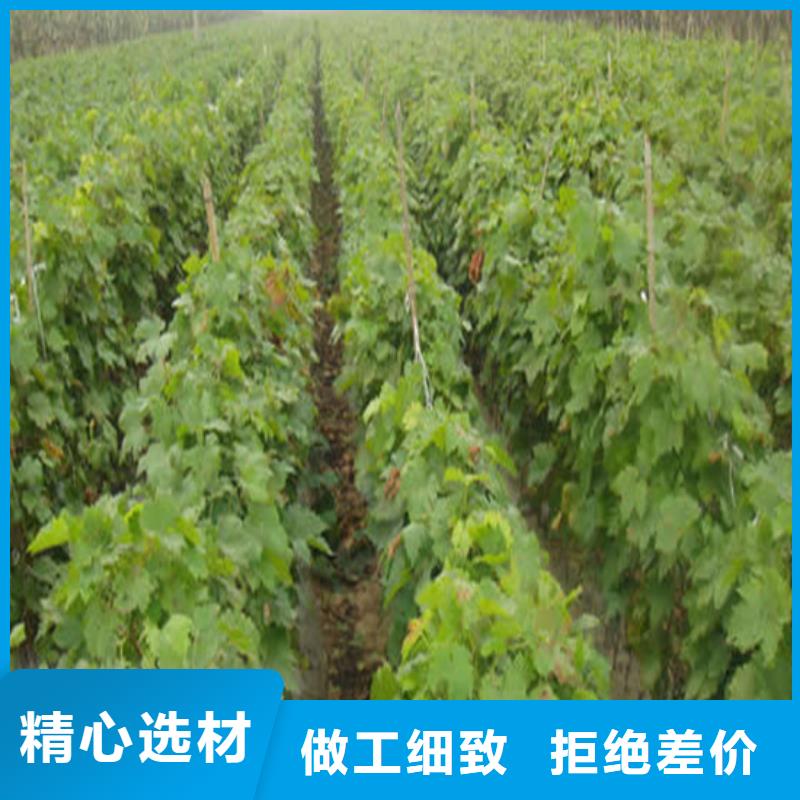 三年香妃葡萄苗