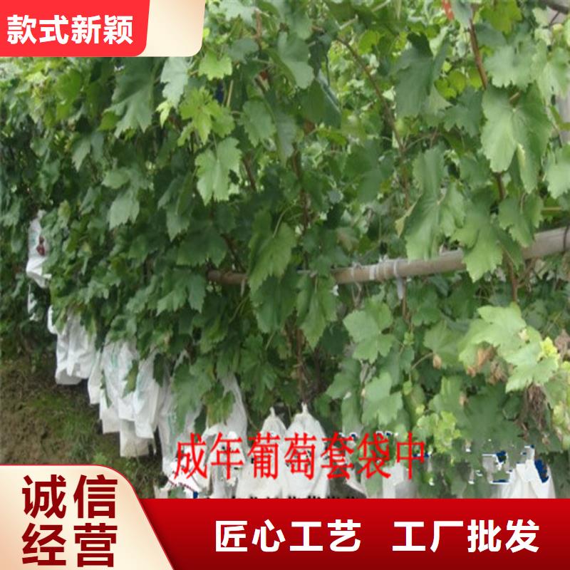 无核葡萄苗畅销全国