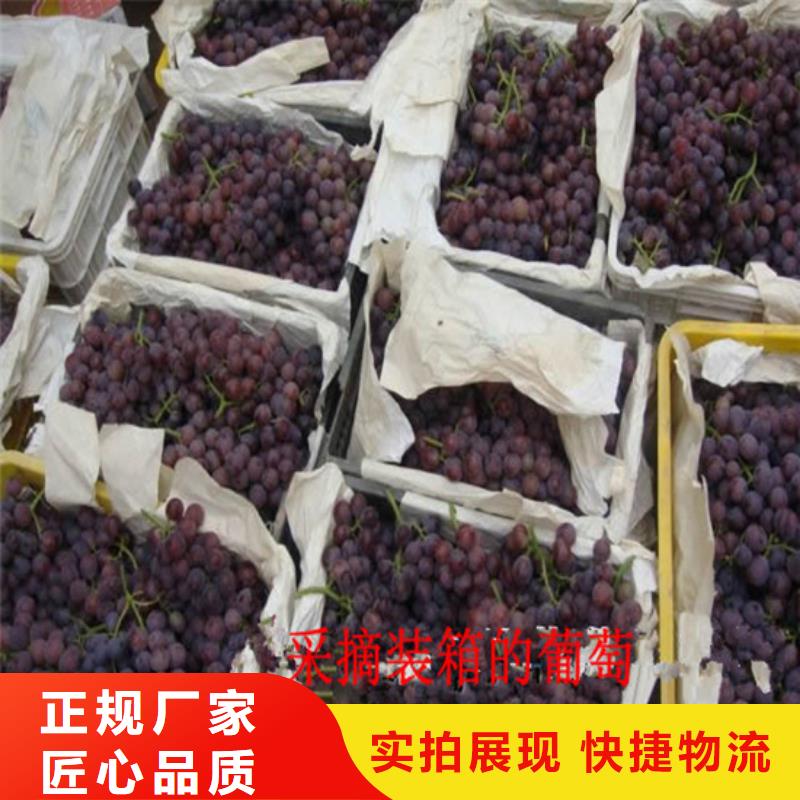 三年美人指葡萄苗