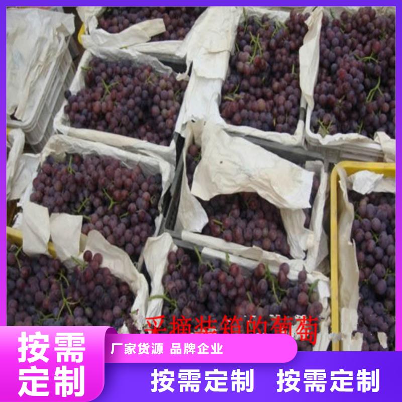 三年香妃葡萄苗