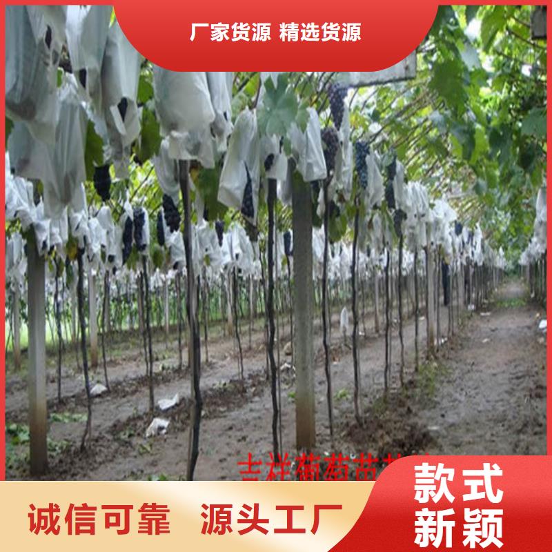 酿酒品种葡萄苗哪里好