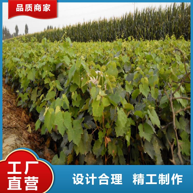早熟葡萄苗全国送货上门