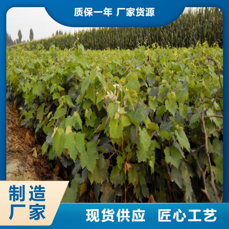 早熟葡萄苗价格|厂家