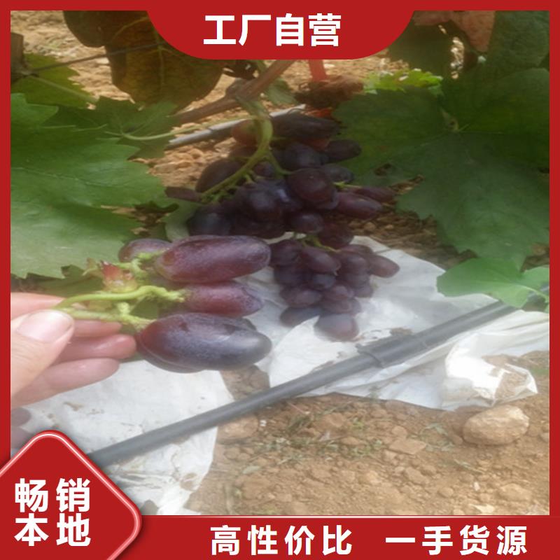 口碑好的维多利亚葡萄苗厂家