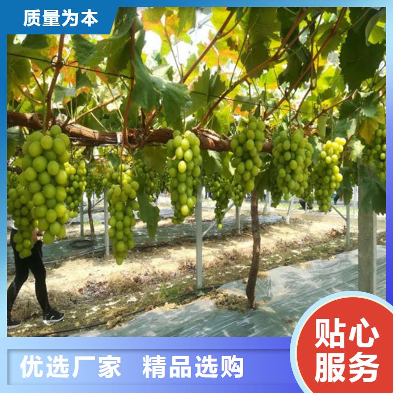 红提葡萄苗行情