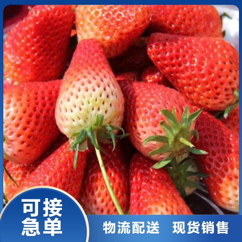 温县奶油草莓苗多少钱一棵