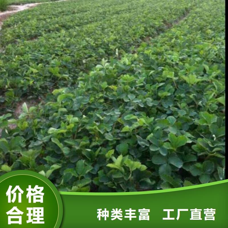 南区街道甜查理草莓苗育苗厂家