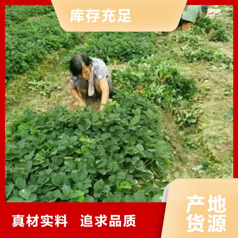 草莓苗大棚草莓苗源头厂家供应