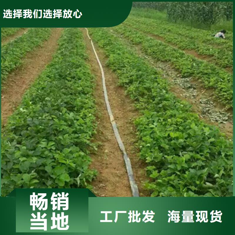 草莓苗【桃树苗】厂家技术完善
