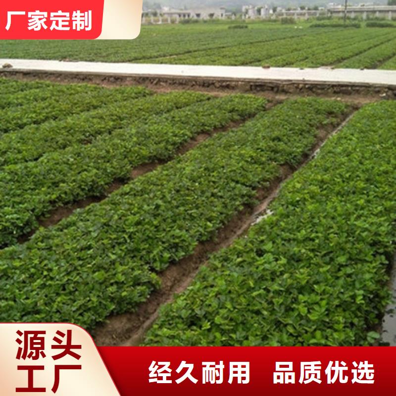 甜查理草莓苗种植条件