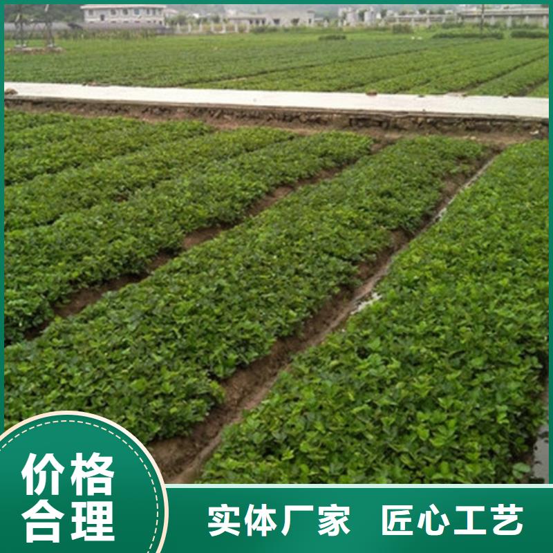 香蕉草莓苗质量放心