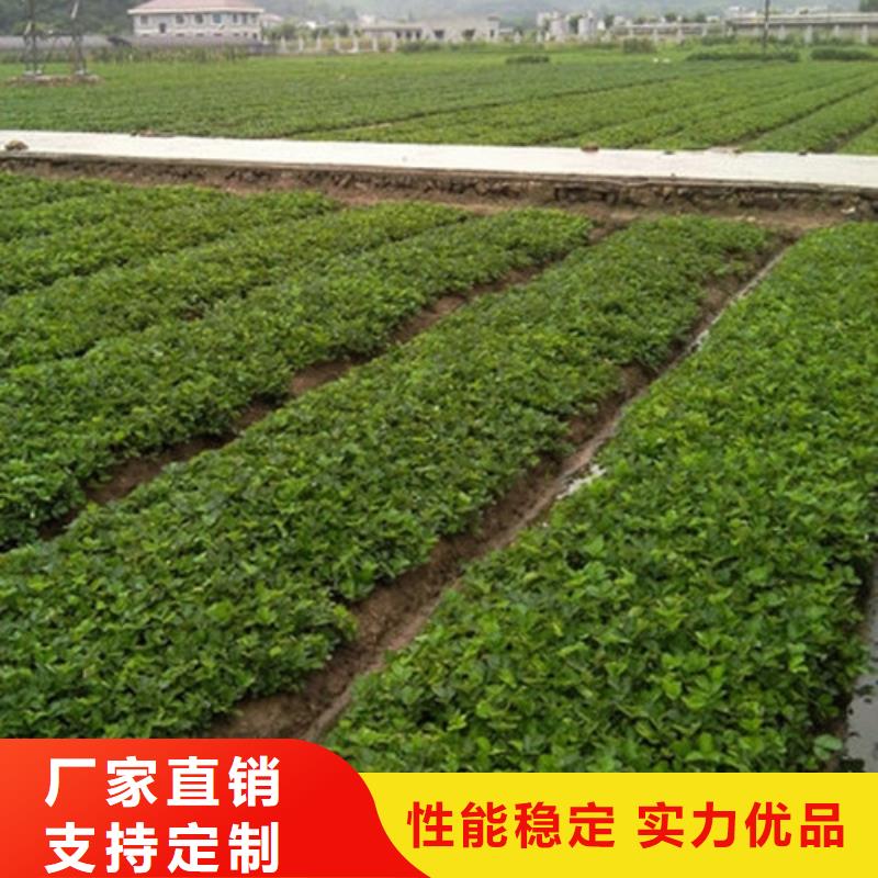 红颜草莓苗批发价格