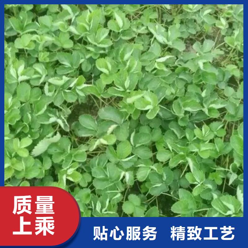 巧克力草莓苗哪里纯正