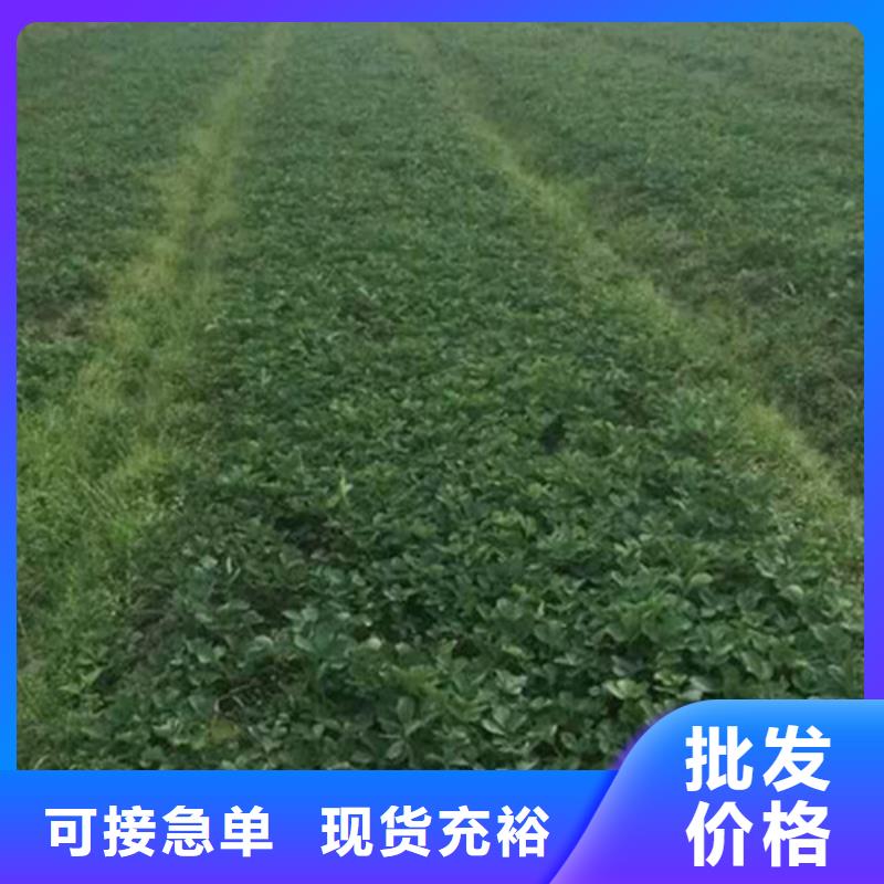 草莓苗香梨树苗专业生产品质保证