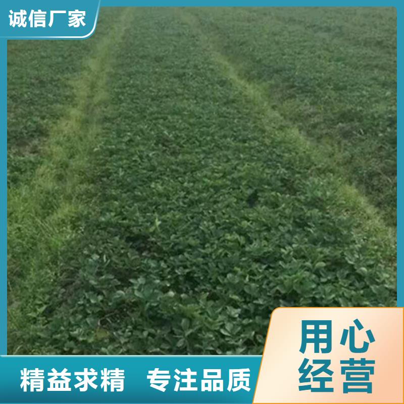 牛奶草莓苗-实力商家