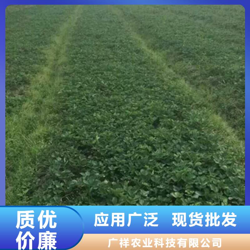 甜宝草莓苗生产厂家质量过硬