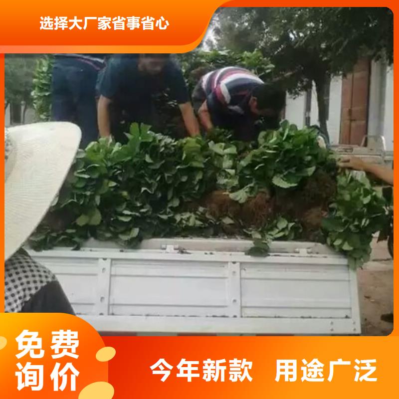 草莓苗果树苗厂家案例