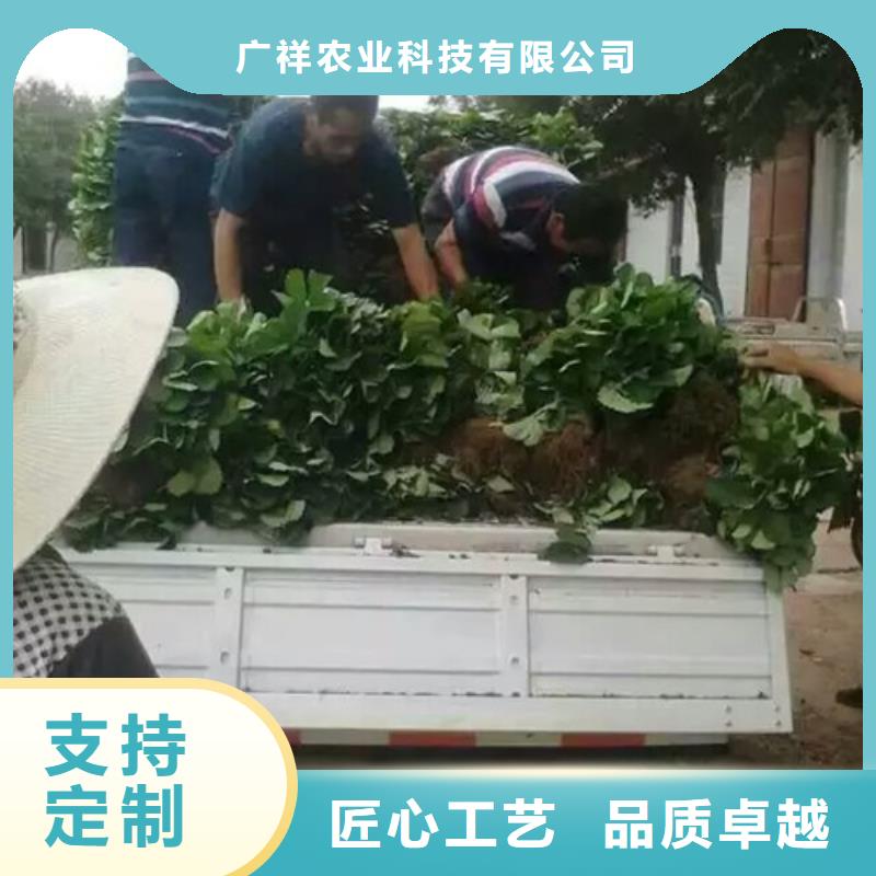 法兰地草莓苗2025更新中(今日/商情)