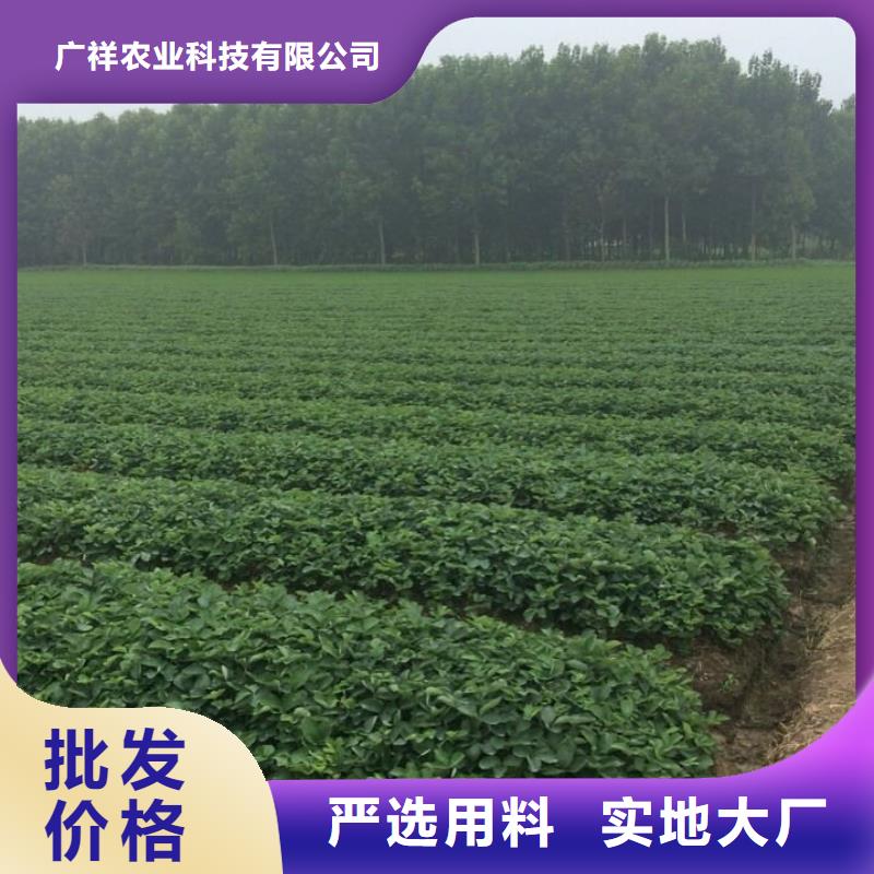 望都白雪公主草莓苗基地出售