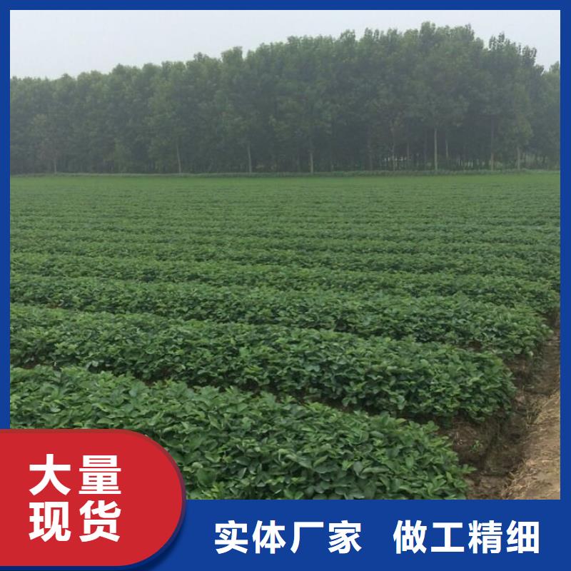 妙香草莓苗库存充足