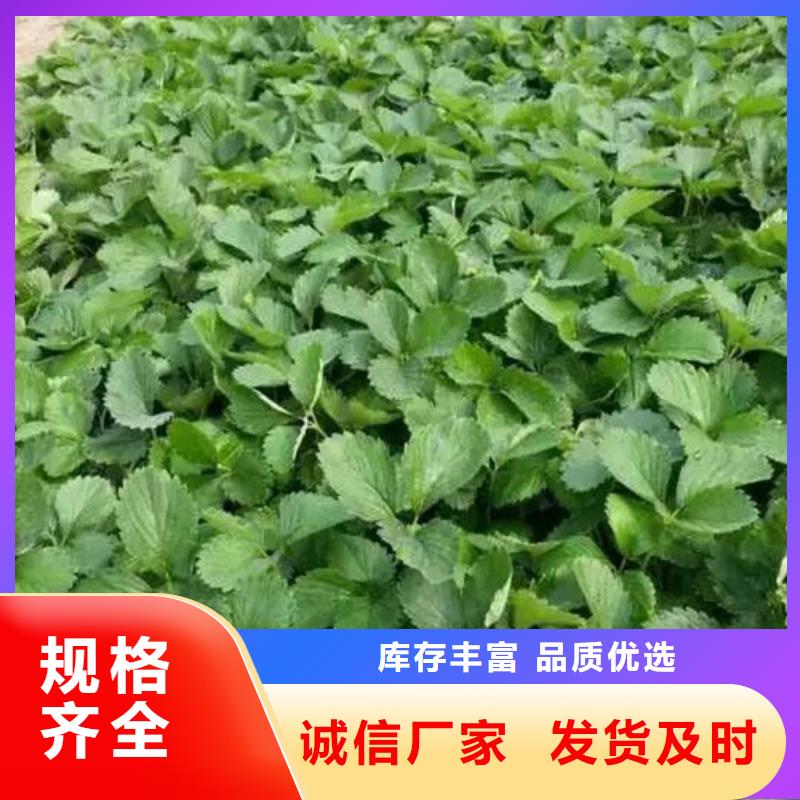甜查理草莓苗种植条件